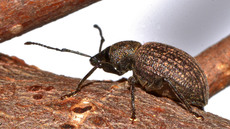 Kompakter Dickmaulrüssler (14).jpg